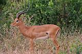 TANZANIA - Lake Manyara National Park - 21